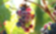 grapes.jpg